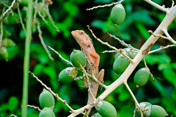 The Red chameleon on Betel nut tree.