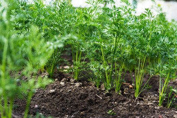 Carrots growing in the beds in the farmers field, carrots  sticking out above the mold, vegetables planted in rows. Organic agriculture, farming concept