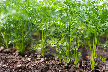 Carrots growing in the beds in the farmers field, carrots  sticking out above the mold, vegetables planted in rows. Organic agriculture, farming concept