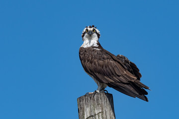 An Osprey perched on a piling.