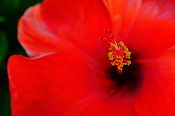 Close up pollen of Red Giant Hibiscus for background.