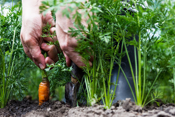 Worker digs up carrots, person harvesting carrots, agriculture concept