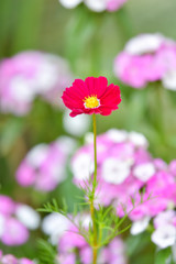 Obraz premium Rad cosmos flower in garden.