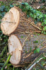 Wood in the forest with leaves and moss. Creeper on the tree.