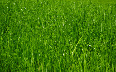 The texture of the grass close-up. Grass field macro. Selective focus. 