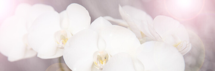 Obraz na płótnie Canvas vintage color orchids in soft color and blur style