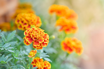 Orange Zinnia flower in garden.