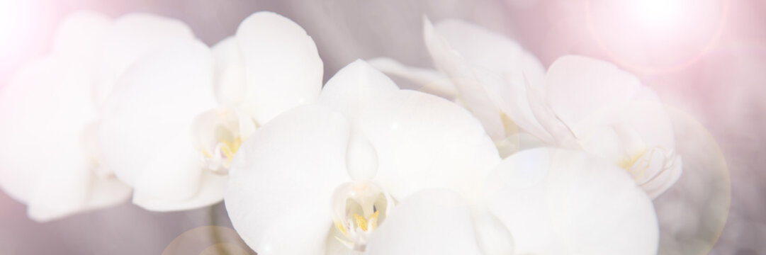 vintage color orchids in soft color and blur style