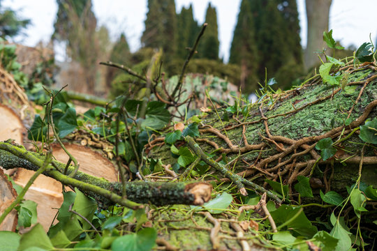 Wood in the forest with leaves and moss. Creeper on the tree.