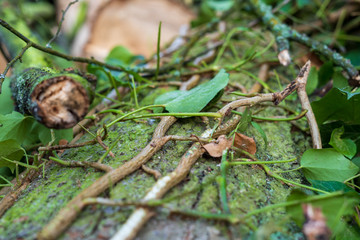 Wood in the forest with leaves and moss. Creeper on the tree.