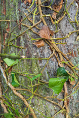Wood in the forest with leaves and moss. Creeper on the tree.