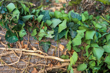 Wood in the forest with leaves and moss. Creeper on the tree.