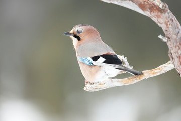 Eurasian jay perched on a tree branch in winter