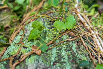 Wood in the forest with leaves and moss. Creeper on the tree.