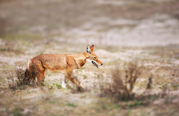 Close up of a rare and endangered Ethiopian wolf