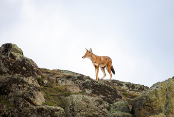 Rare and endangered Ethiopian wolf standing in Bale mountains, Ethiopia.