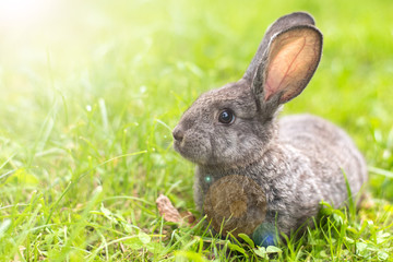 Beautiful young small rabbit on the green grass