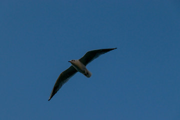 海沿いの鳥（撮影場所：山下公園）