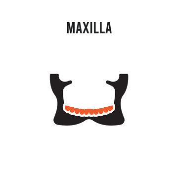 Maxilla vector icon on white background. Red and black colored Maxilla icon. Simple element illustration sign symbol EPS