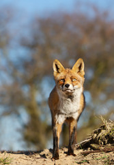 Close up of a young Red fox in natural habitat