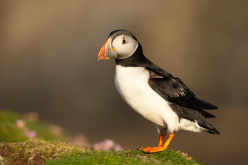Atlantic puffin with the beak full of sand eels