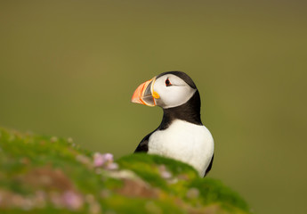 Atlantic puffin in pink sea thrift