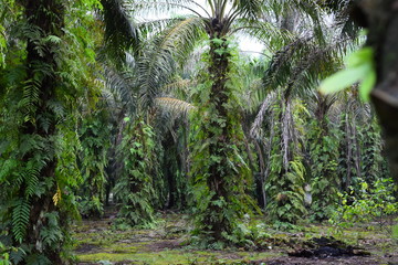 palm oil plantation with green view