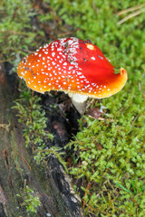 roter Fliegenpilz mit weißen Punkten im Wald auf grünem Moos und Gras