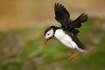 Atlantic puffin landing with the open wings