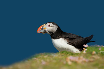 Atlantic puffin with the beak full of sand eels