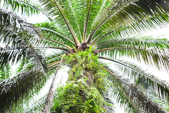palm oil plantation with green view