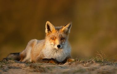 Red Fox lying on sand at sunset