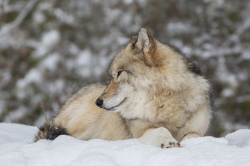 Close up of Grey Wolf looking gentle and kind