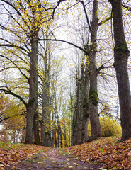 the footpath passes through an alley of large, old trees on an autumn day, yellow leaves have fallen around the ground