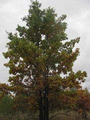 oak tree in autumn forest