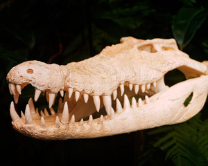 Close-up of alligator skull on a dark jungle background
