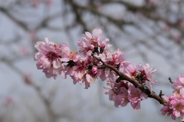 almond blossom