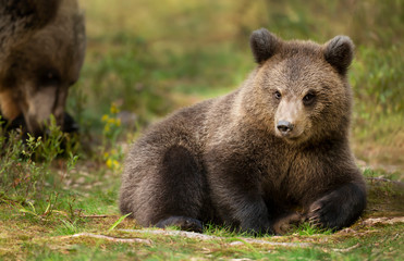 Naklejka na ściany i meble Close up of Eurasian brown bear cub