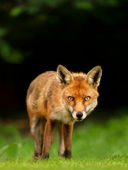 Red fox against dark background