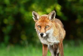 Close up of a Red fox against green background