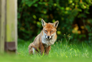 Naklejka na ściany i meble Red fox sitting by a garden fence