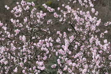 almond blossom