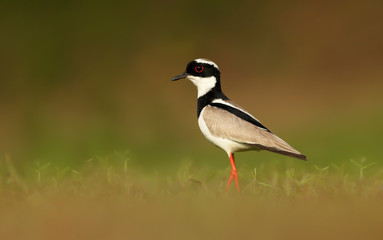 Close up of a Pied plover, Pantanal, Brazil
