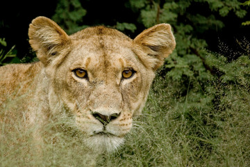 A close up portrait of a beautiful female lion in the grass