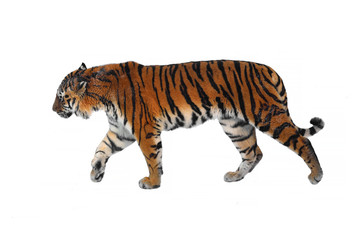 Siberian tiger (P. t. altaica), also known as Amur tiger, stained in snow, on white background
