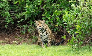 Close up of a Jaguar sitting in bushes