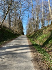 Fototapeta premium road in the forest