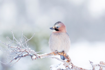 Eurasian jay perched on a tree branch in winter