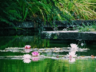 Lotus flowers on lake