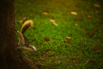 A cute Finlayson's squirrel in thailand